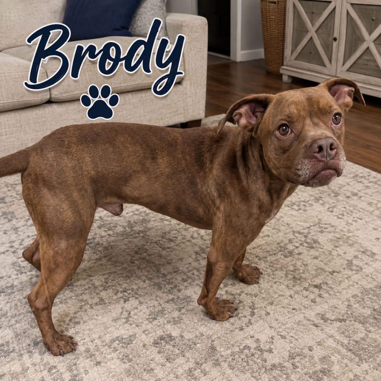Brody, Adoptable, Young Male Hound & Pit Bull Terrier.