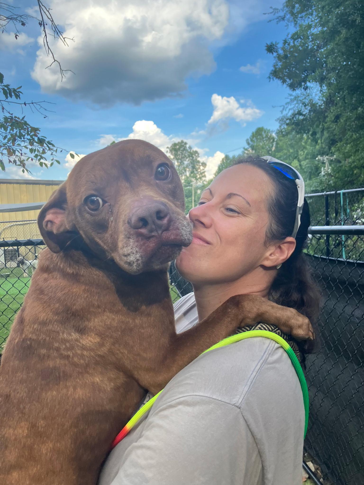 Enlarge Brody, a Adoptable mixed breed in Paramus, NJ image 3/6