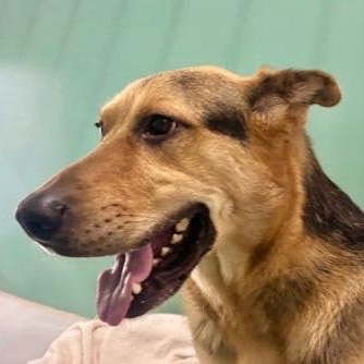 Mister King (20260126-05)