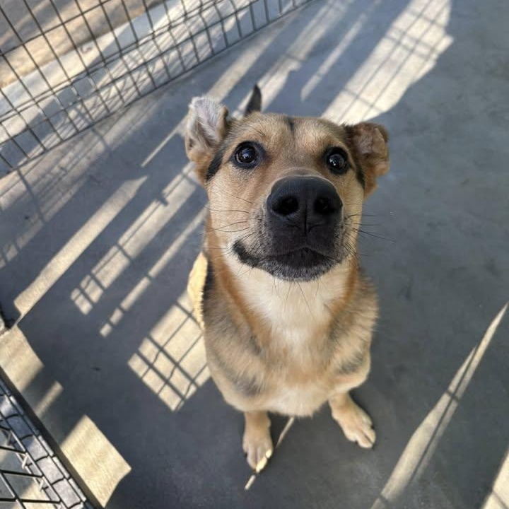 Mister King (20260126-05) — thumbnail 2