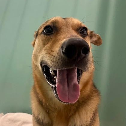 Mister King (20260126-05) — thumbnail 3