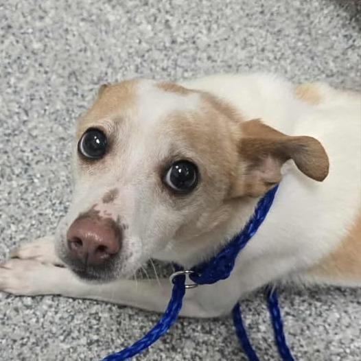 Gwen, Adoptable, Adult Female Chihuahua.