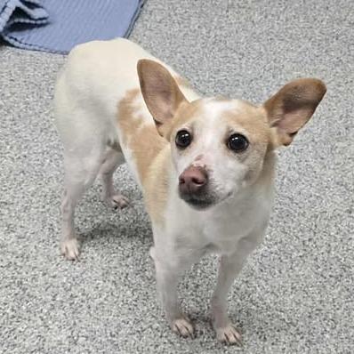 Gwen, a Adoptable Chihuahua in Grand Rapids, MI image 2/2