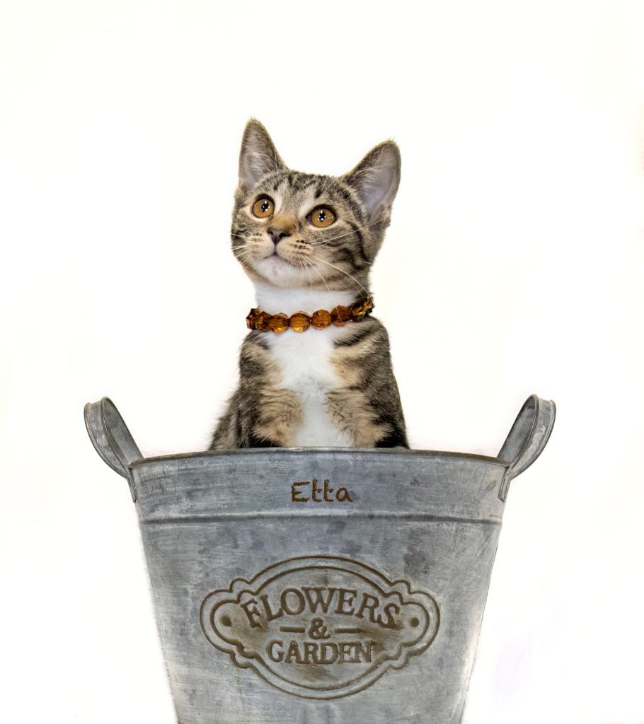 Enlarge Etta, a Adoptable mixed breed in Hot Springs Village, AR image 1/2