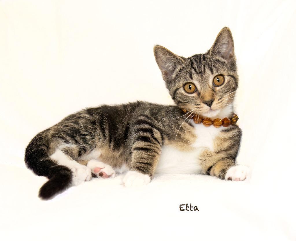 Enlarge Etta, a Adoptable mixed breed in Hot Springs Village, AR image 2/2