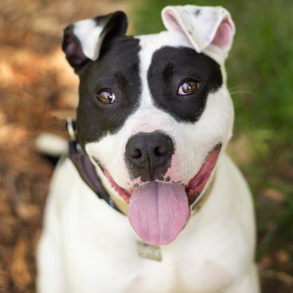 Pepper Jack, Adoptable, Young Male Mixed Breed.