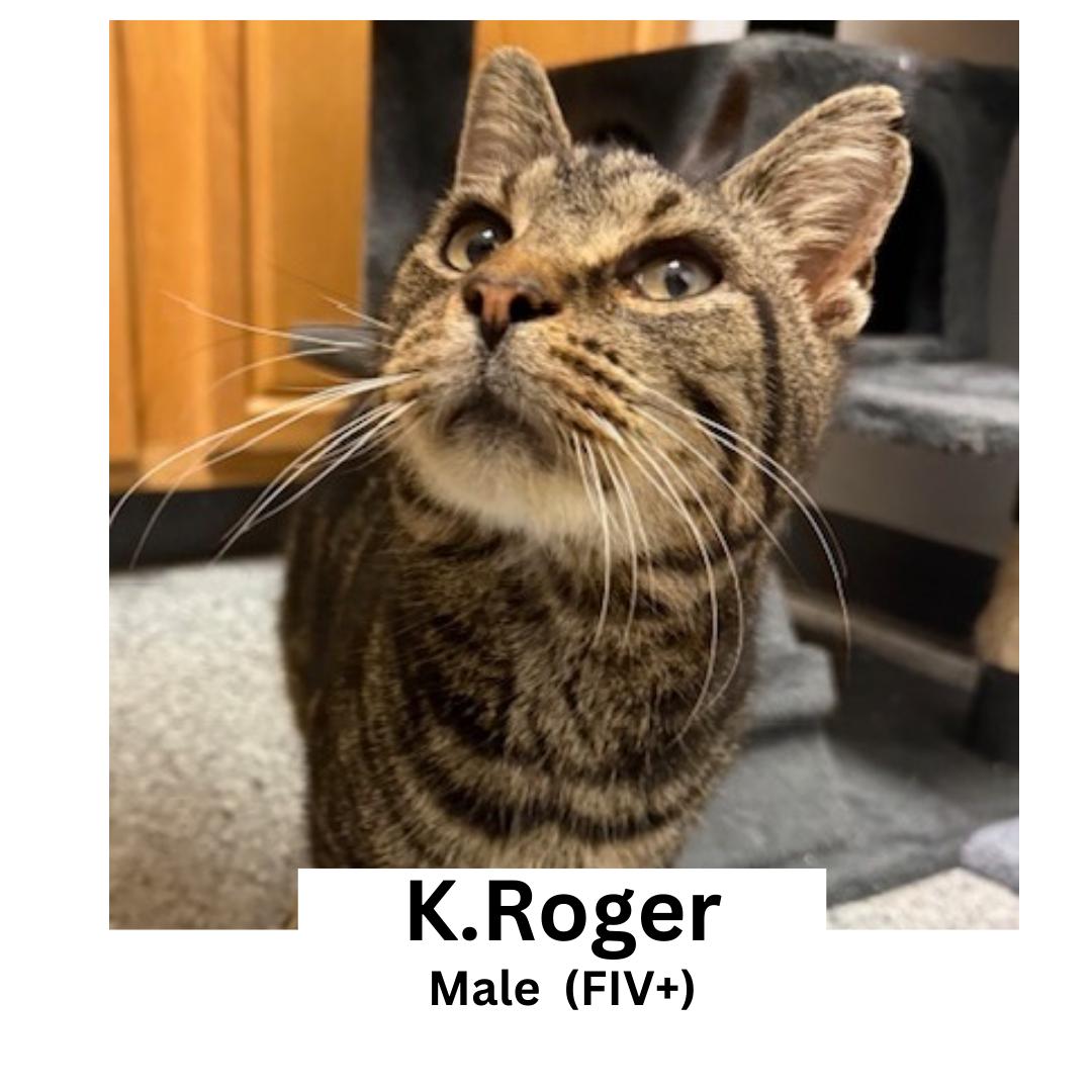 Enlarge K. Roger, a ADOPTABLE Domestic Short Hair in Circleville, OH image 1/1