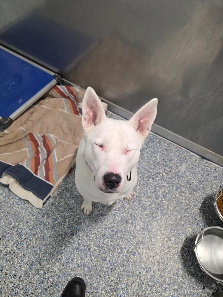 Enlarge Ava, a Adoptable mixed breed in Angola, IN image 1/5