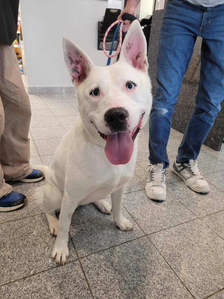 Enlarge Ava, a Adoptable mixed breed in Angola, IN image 1/4