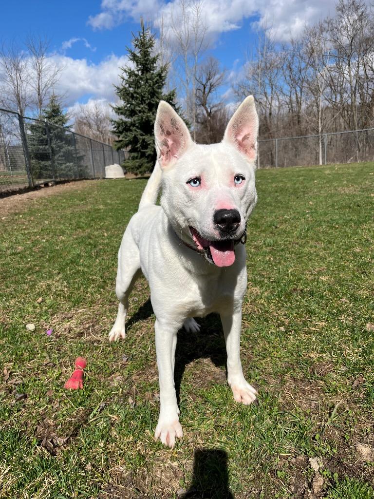 Enlarge Ava, a Adoptable mixed breed in Angola, IN image 2/5