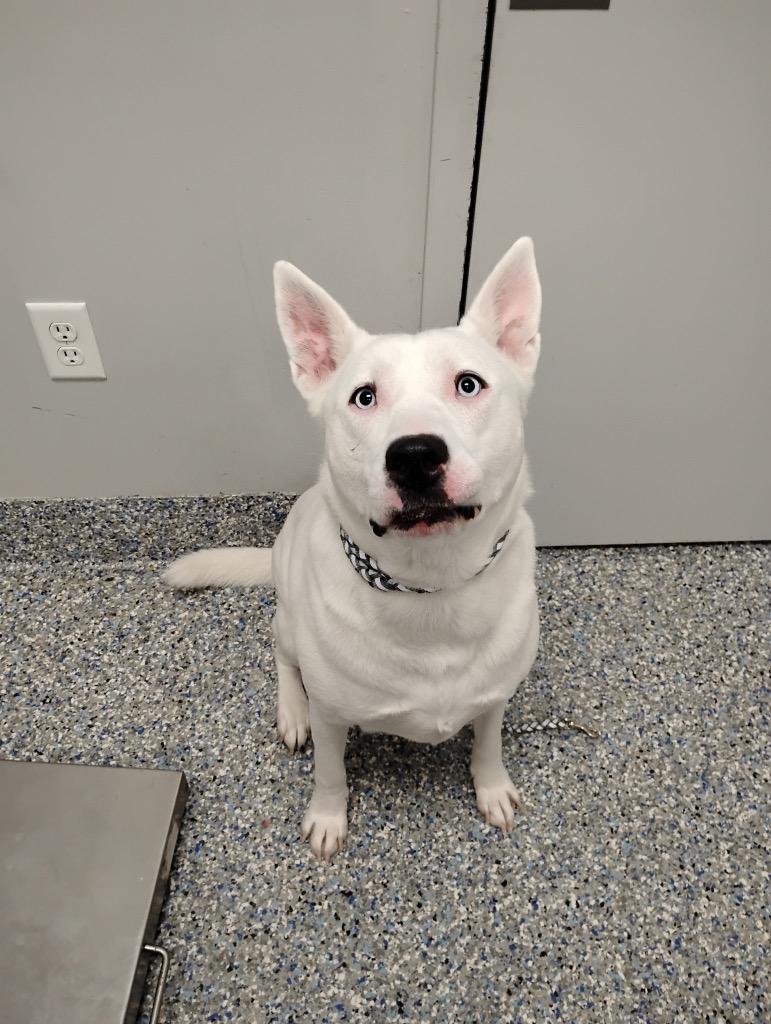 Enlarge Ava, a Adoptable mixed breed in Angola, IN image 3/5