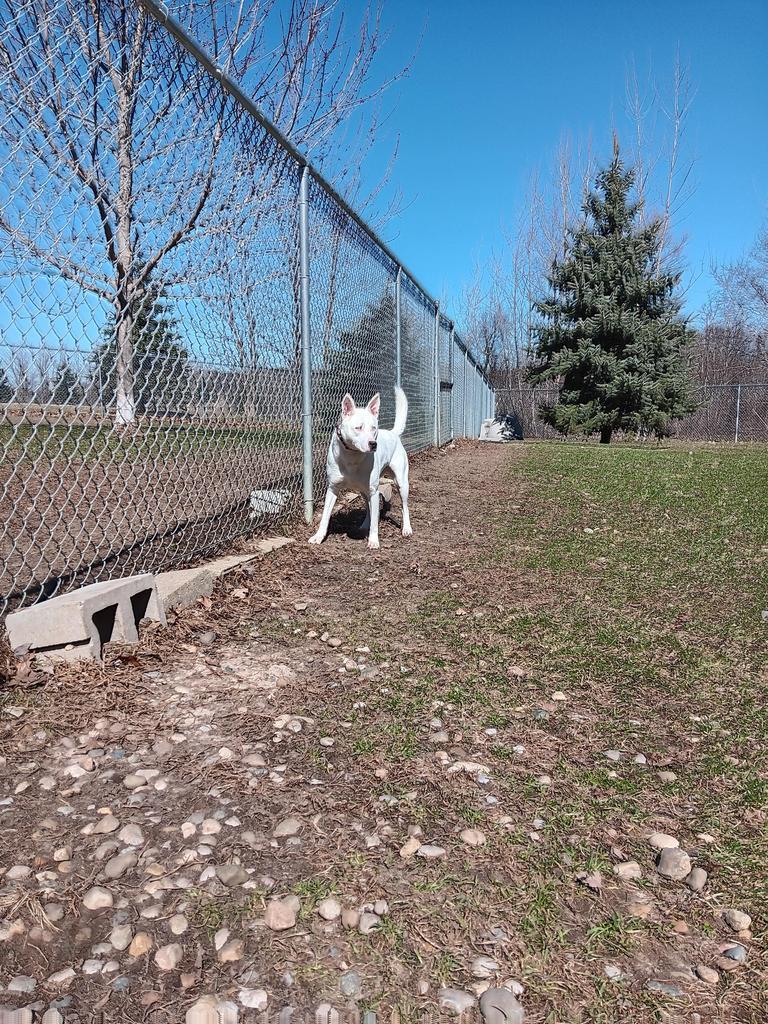 Enlarge Ava, a Adoptable mixed breed in Angola, IN image 4/5