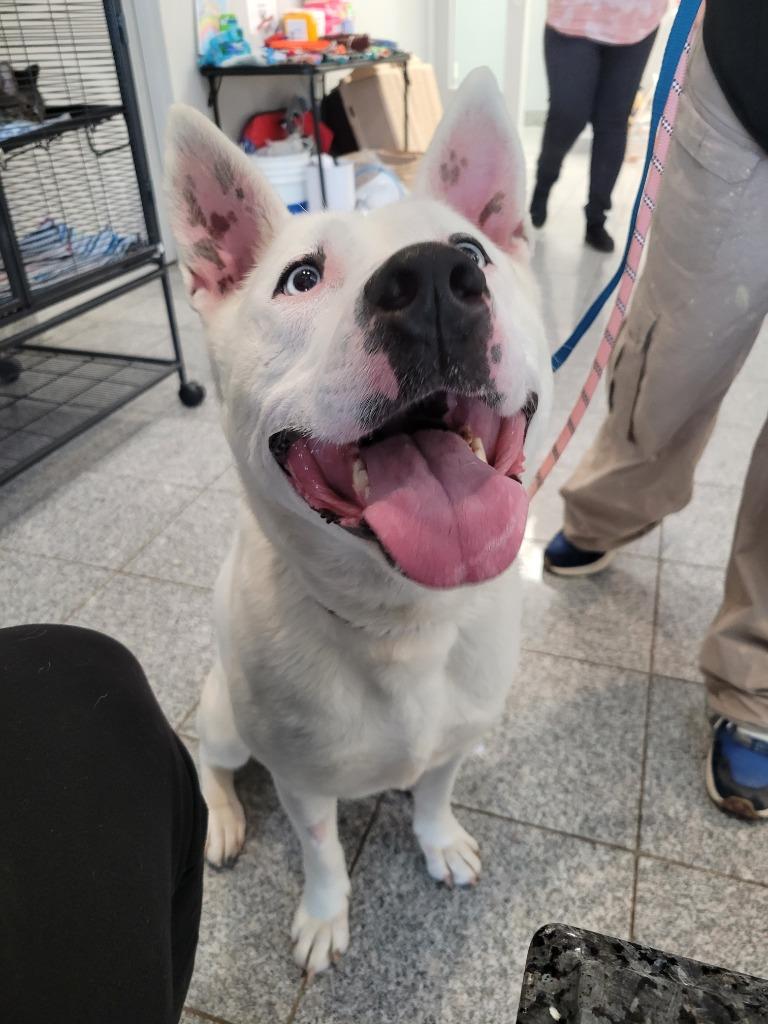 Enlarge Ava, a Adoptable mixed breed in Angola, IN image 3/4