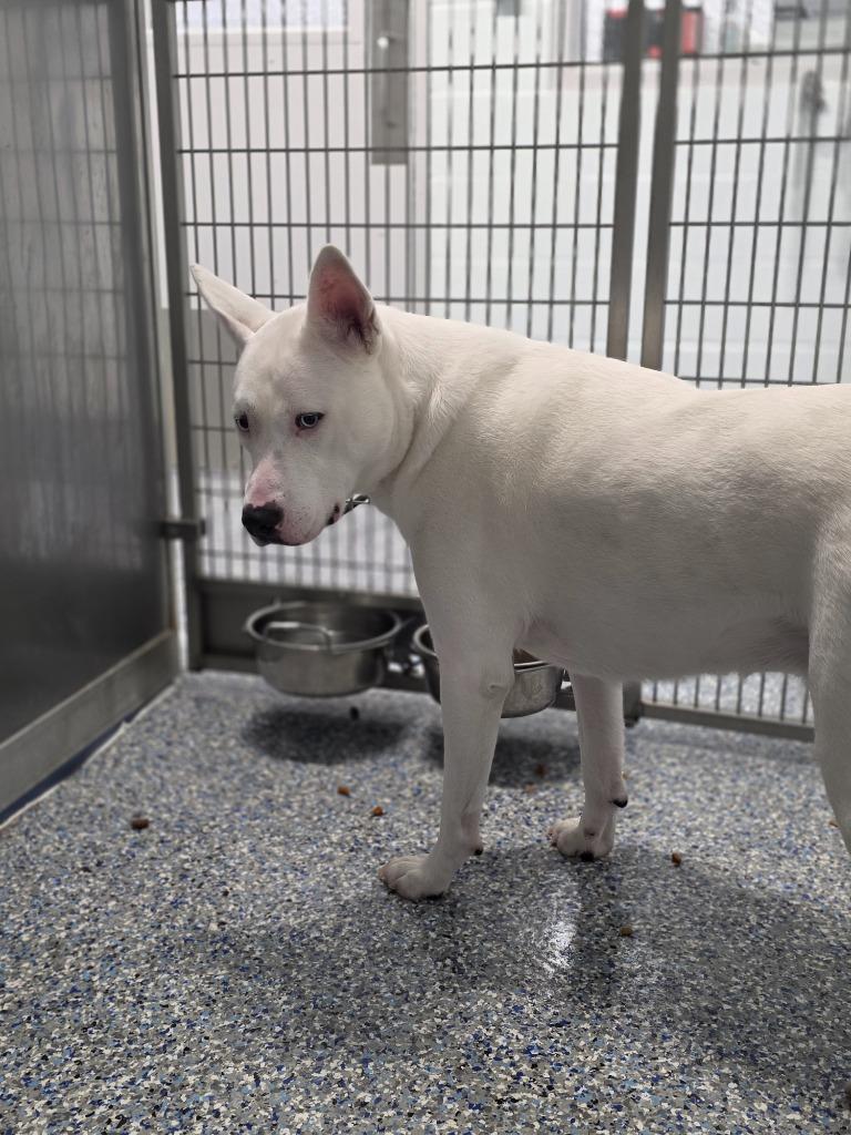 Enlarge Ava, a Adoptable mixed breed in Angola, IN image 5/5