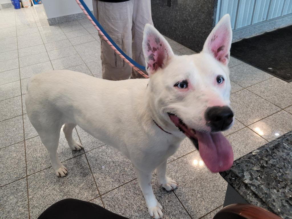 Enlarge Ava, a Adoptable mixed breed in Angola, IN image 4/4