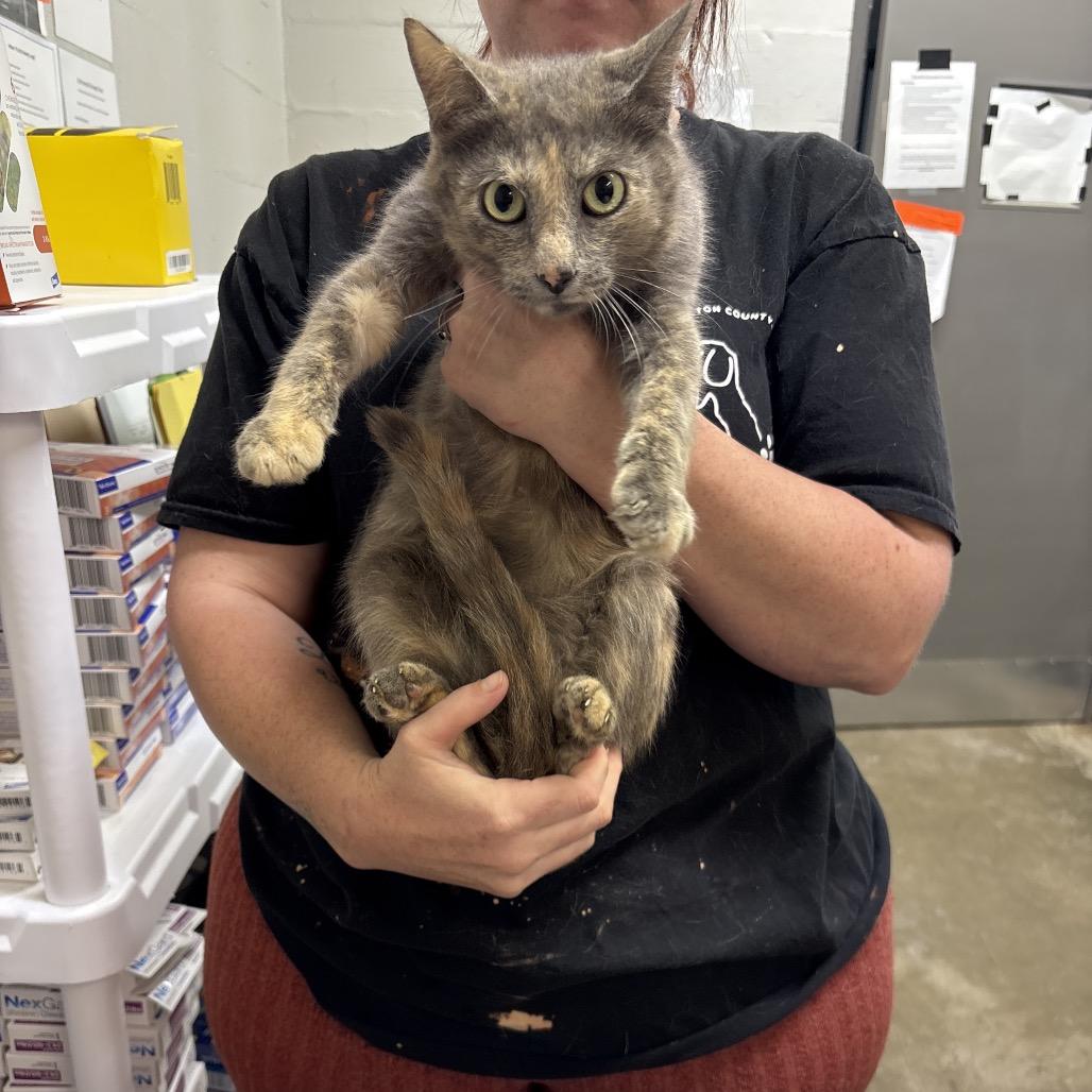 Enlarge Twin, a Adoptable American Shorthair in Clanton, AL image 1/1