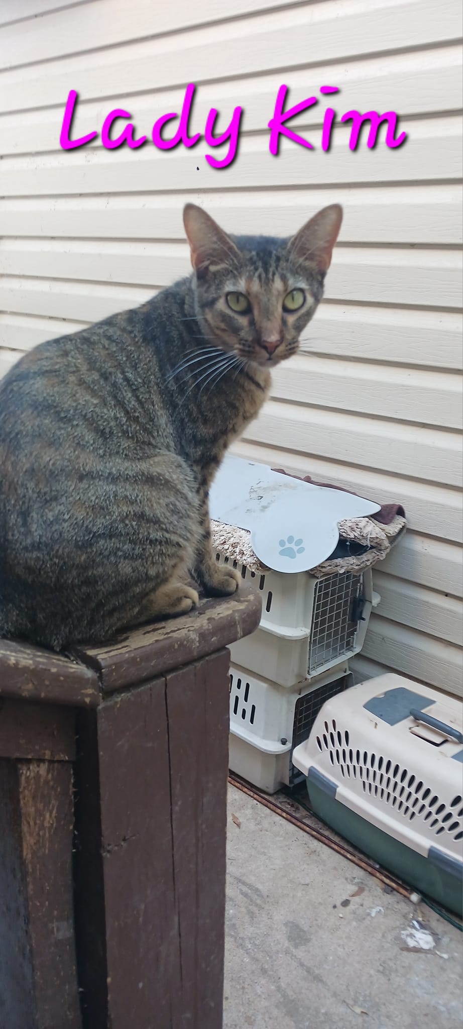 Enlarge Lady Kim, a Adoptable Domestic Short Hair in Mount Pleasant, TX image 1/1