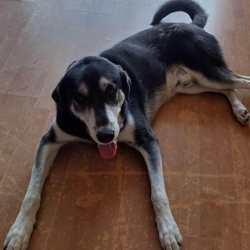 Enlarge Tommy, a Adoptable mixed breed in coral gables, FL image 2/6