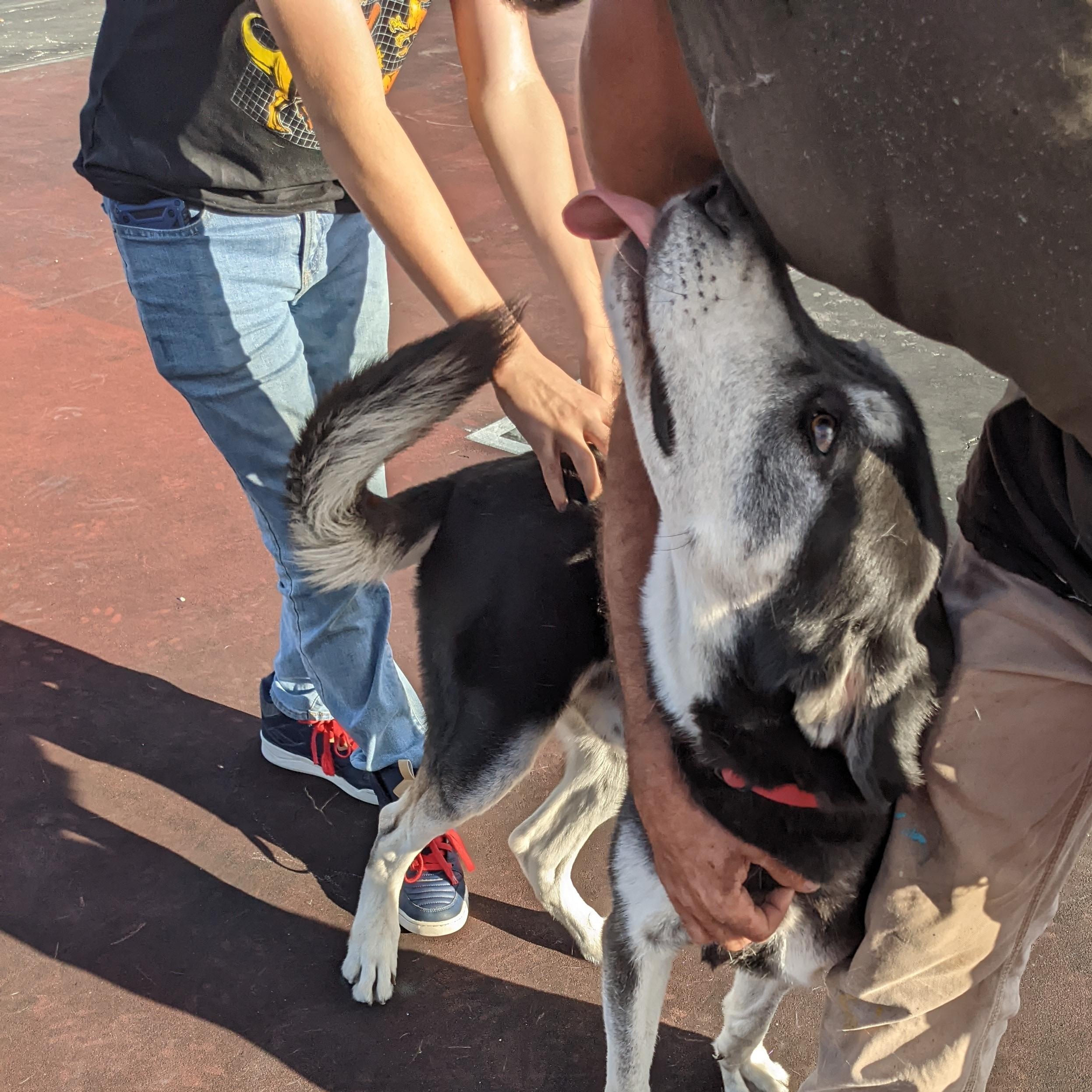 Enlarge Tommy, a Adoptable mixed breed in coral gables, FL image 3/6