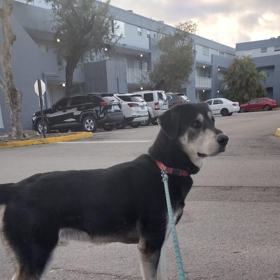 Enlarge Tommy, a Adoptable mixed breed in coral gables, FL image 5/6