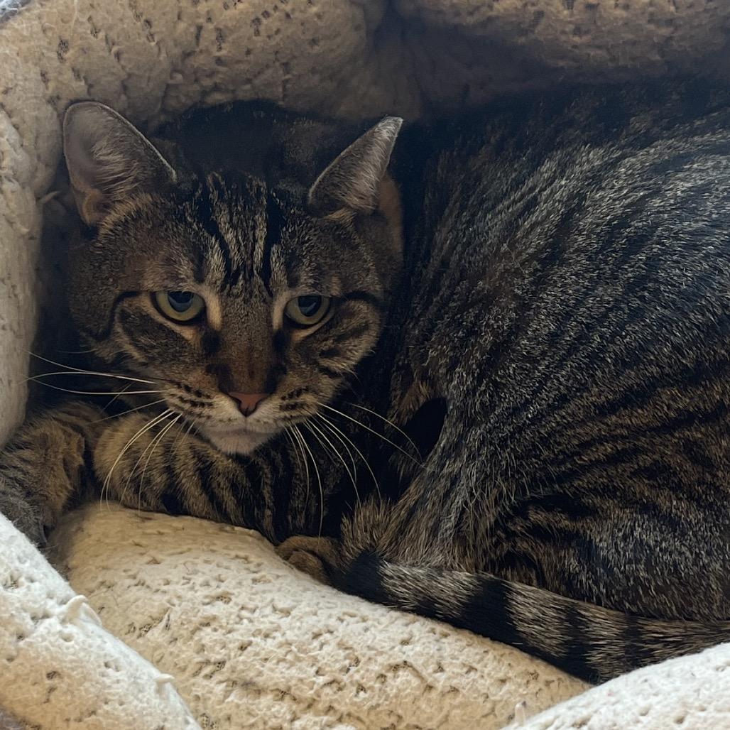 Enlarge Maila Nurmi, a Adoptable Domestic Short Hair in Chicago, IL image 1/1