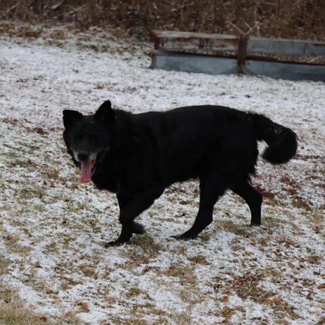 Enlarge Bear, a Adoptable mixed breed in Watertown, SD image 4/6