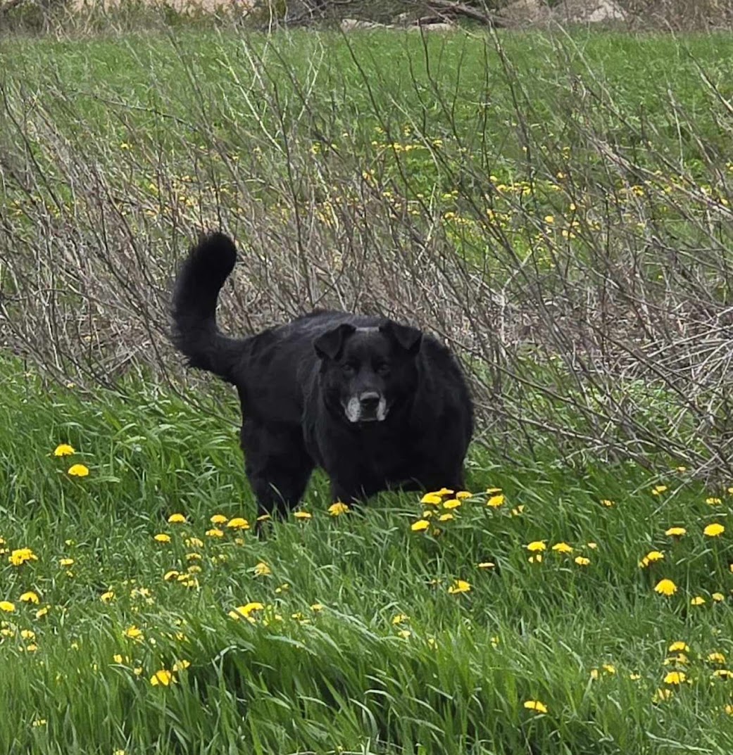 Enlarge Bear, a Adoptable mixed breed in Watertown, SD image 3/6