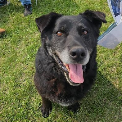 Enlarge Bear, a Adoptable mixed breed in Watertown, SD image 5/6