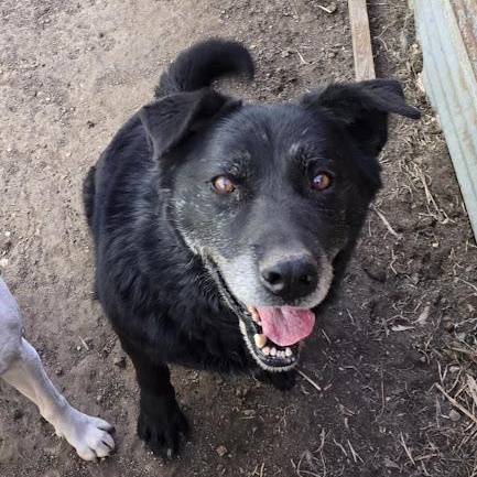 Enlarge Bear, a Adoptable mixed breed in Watertown, SD image 2/6