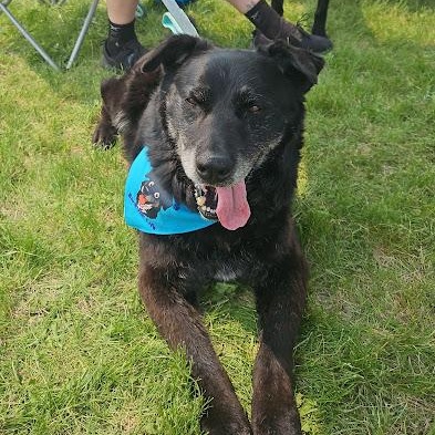 Enlarge Bear, a Adoptable mixed breed in Watertown, SD image 6/6