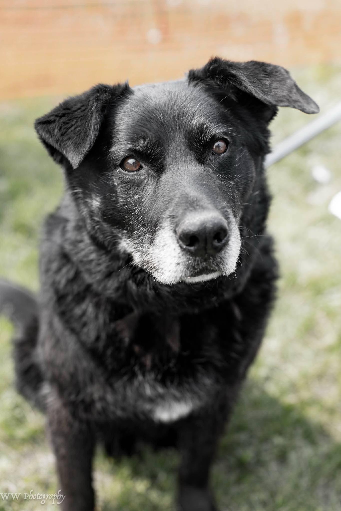 Enlarge Bear, a Adoptable mixed breed in Watertown, SD image 1/6