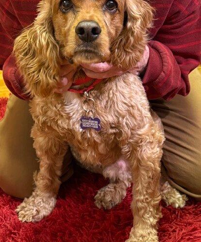 Enlarge Reggie C 26003, a Adoptable Cocker Spaniel in Parker, CO image 1/2