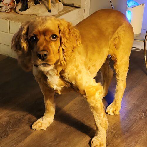 Enlarge Reggie C 26003, a Adoptable Cocker Spaniel in Parker, CO image 2/2