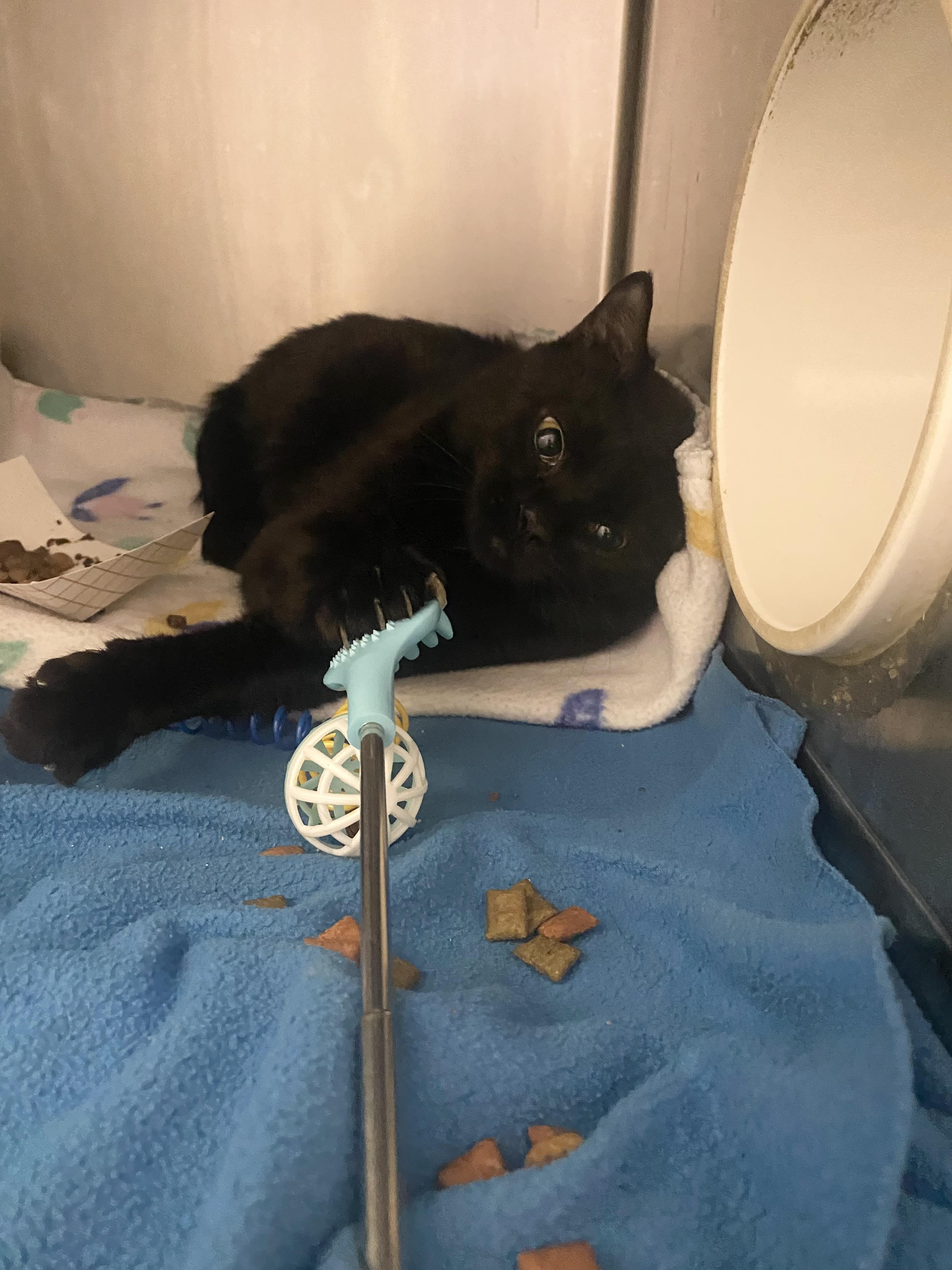 Hugz, Adoptable, Adult Male Domestic Short Hair.