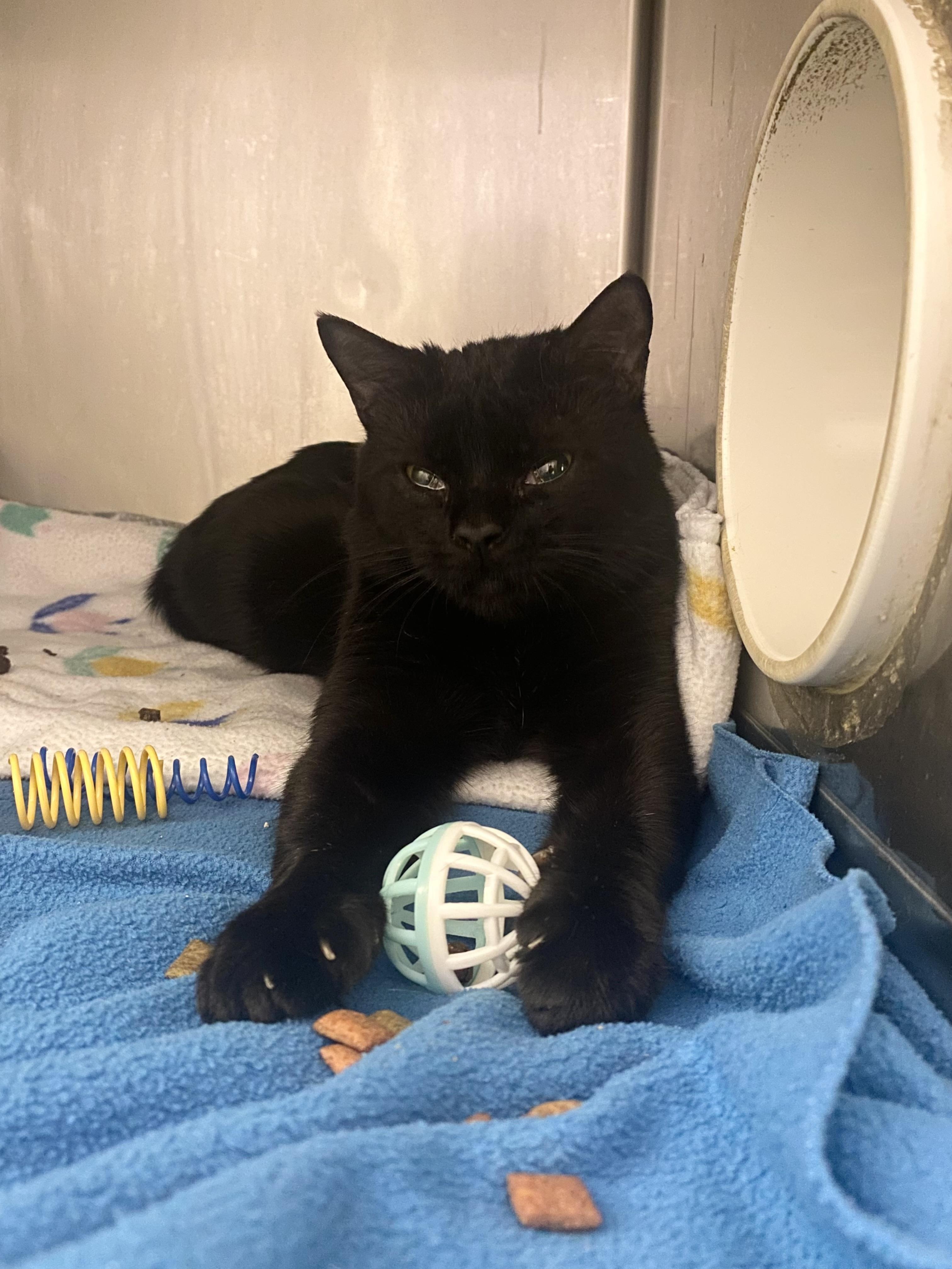 Enlarge Hugz, a Adoptable mixed breed in Lakewood, CO image 2/3