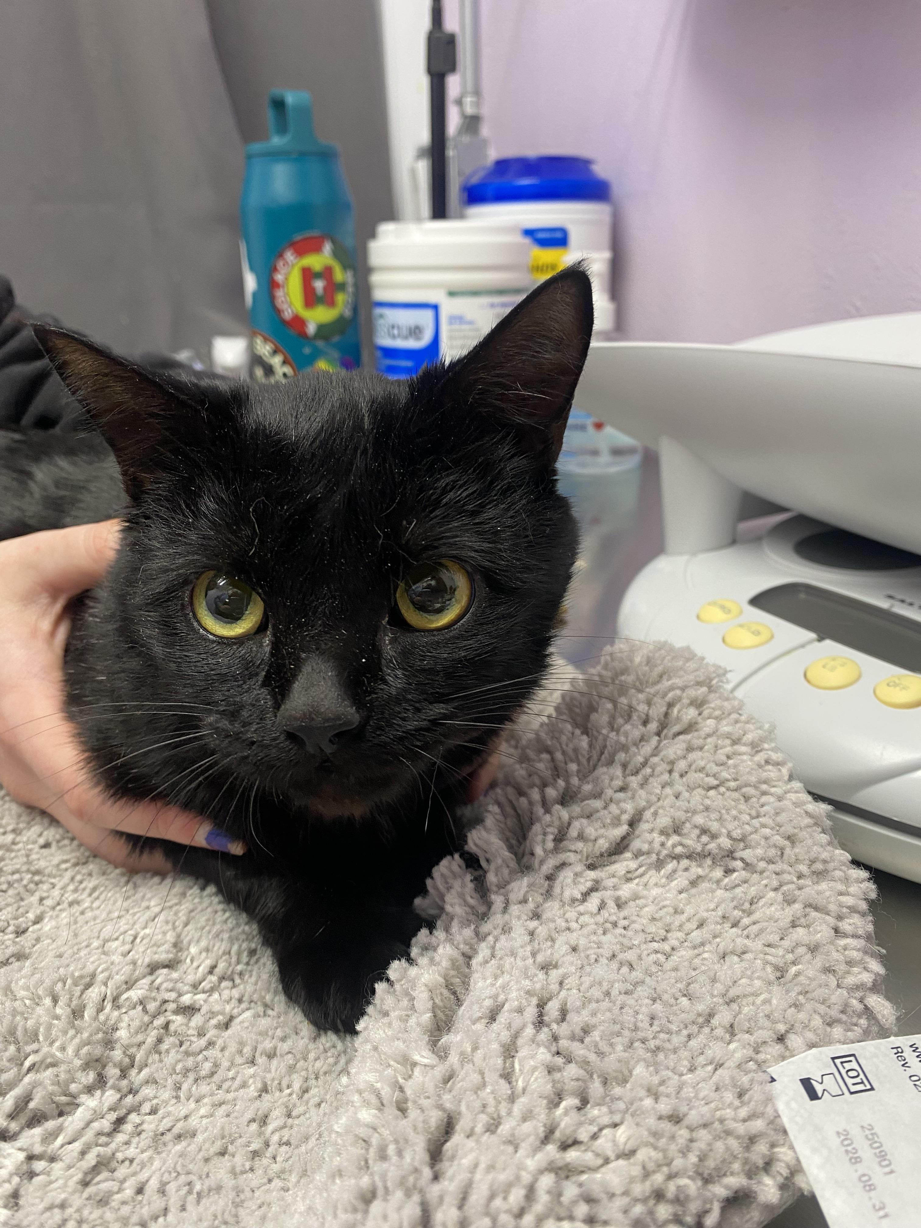 Enlarge Hugz, a Adoptable mixed breed in Lakewood, CO image 3/3