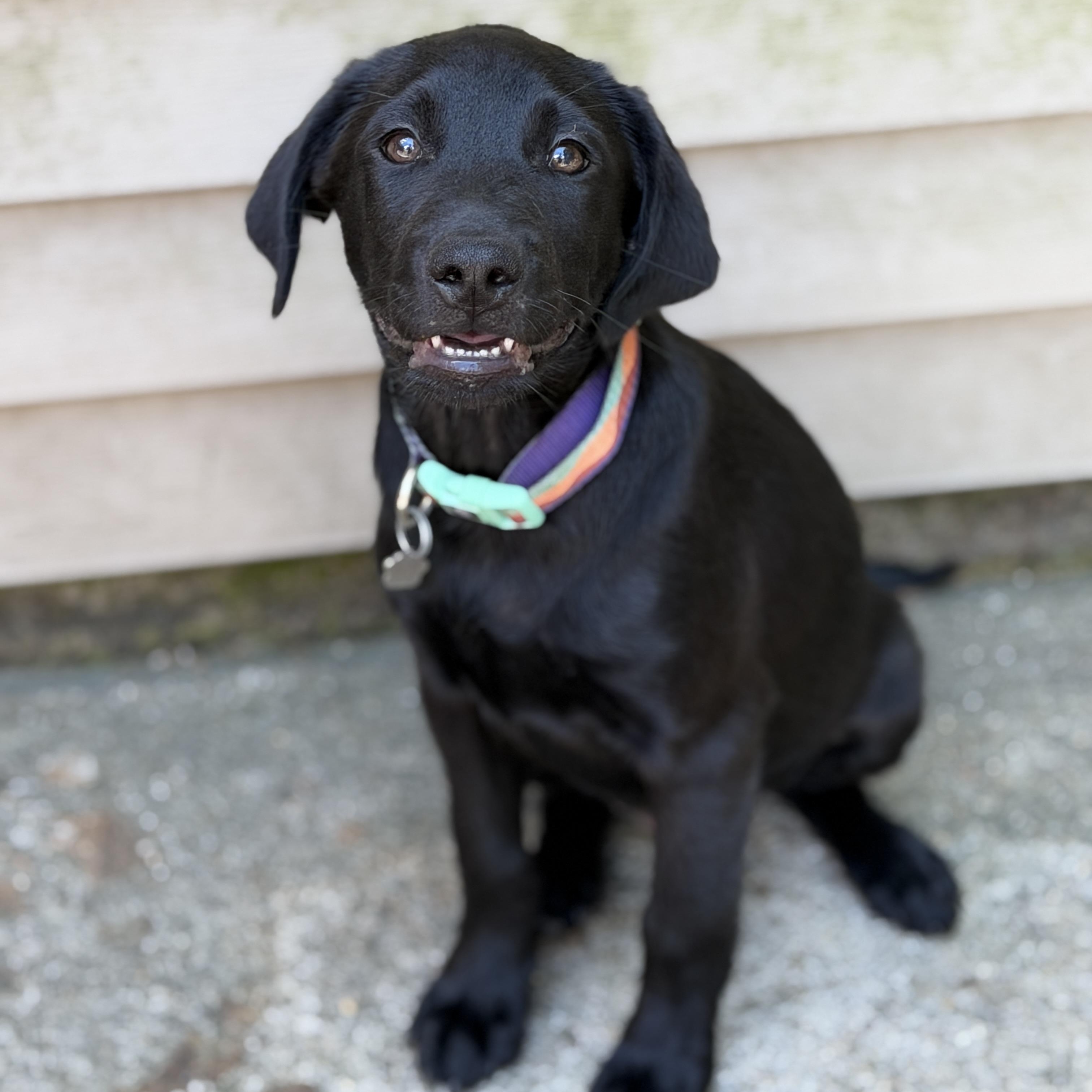 Enlarge Jude, a Adopted mixed breed in Jeffersonville, IN image 2/6