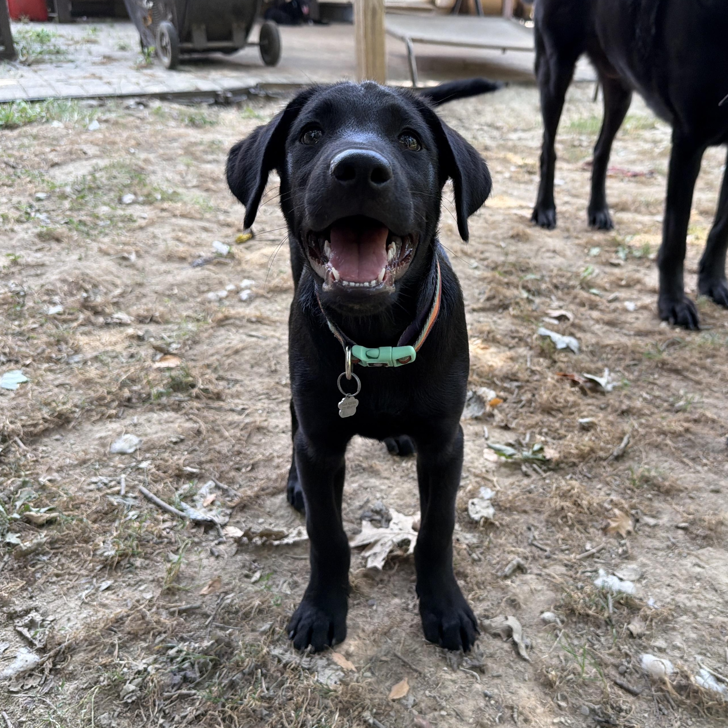 Enlarge Jude, a Adopted mixed breed in Jeffersonville, IN image 5/6
