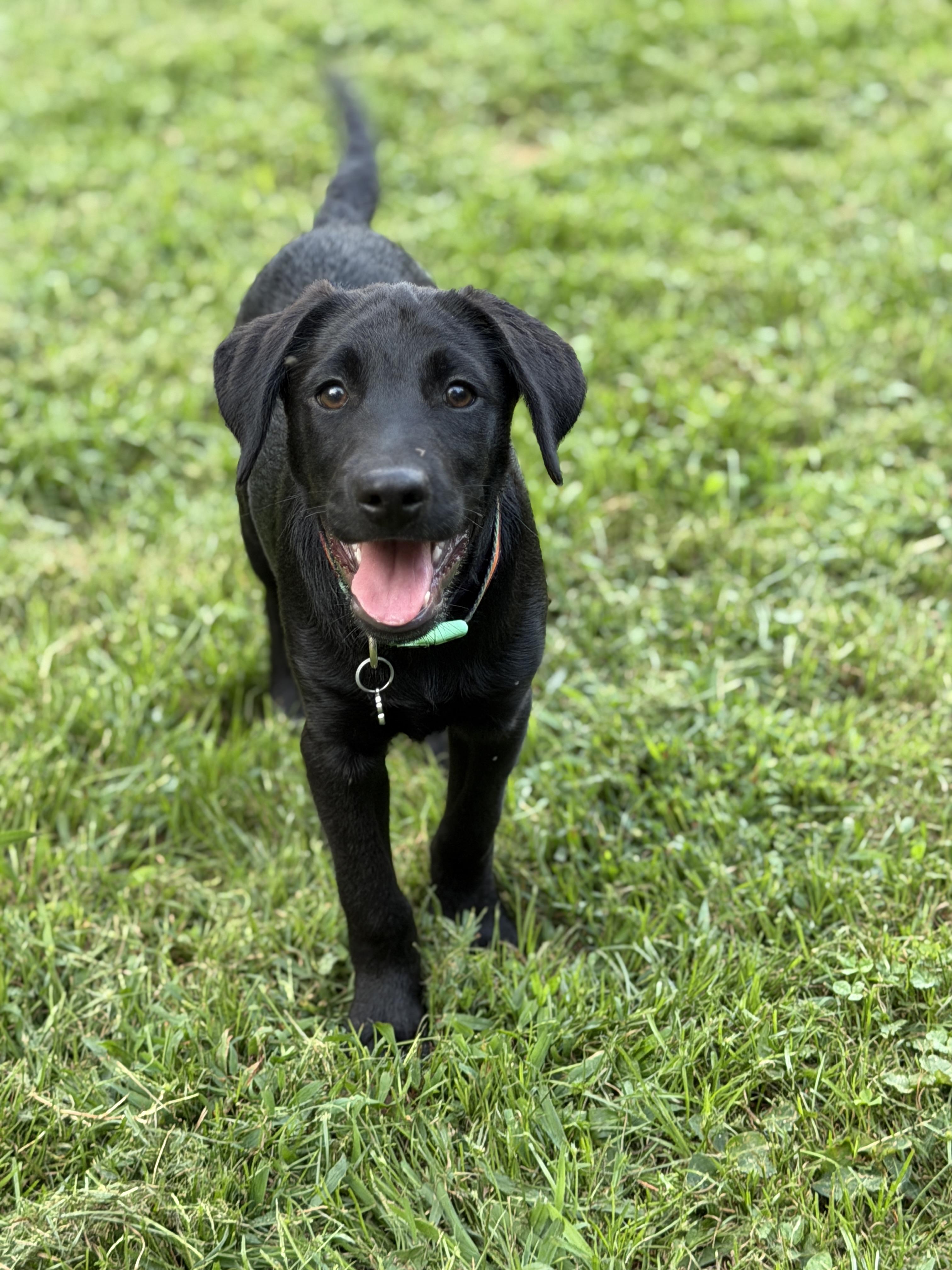 Jude, Adopted, Puppy Male Labrador Retriever.