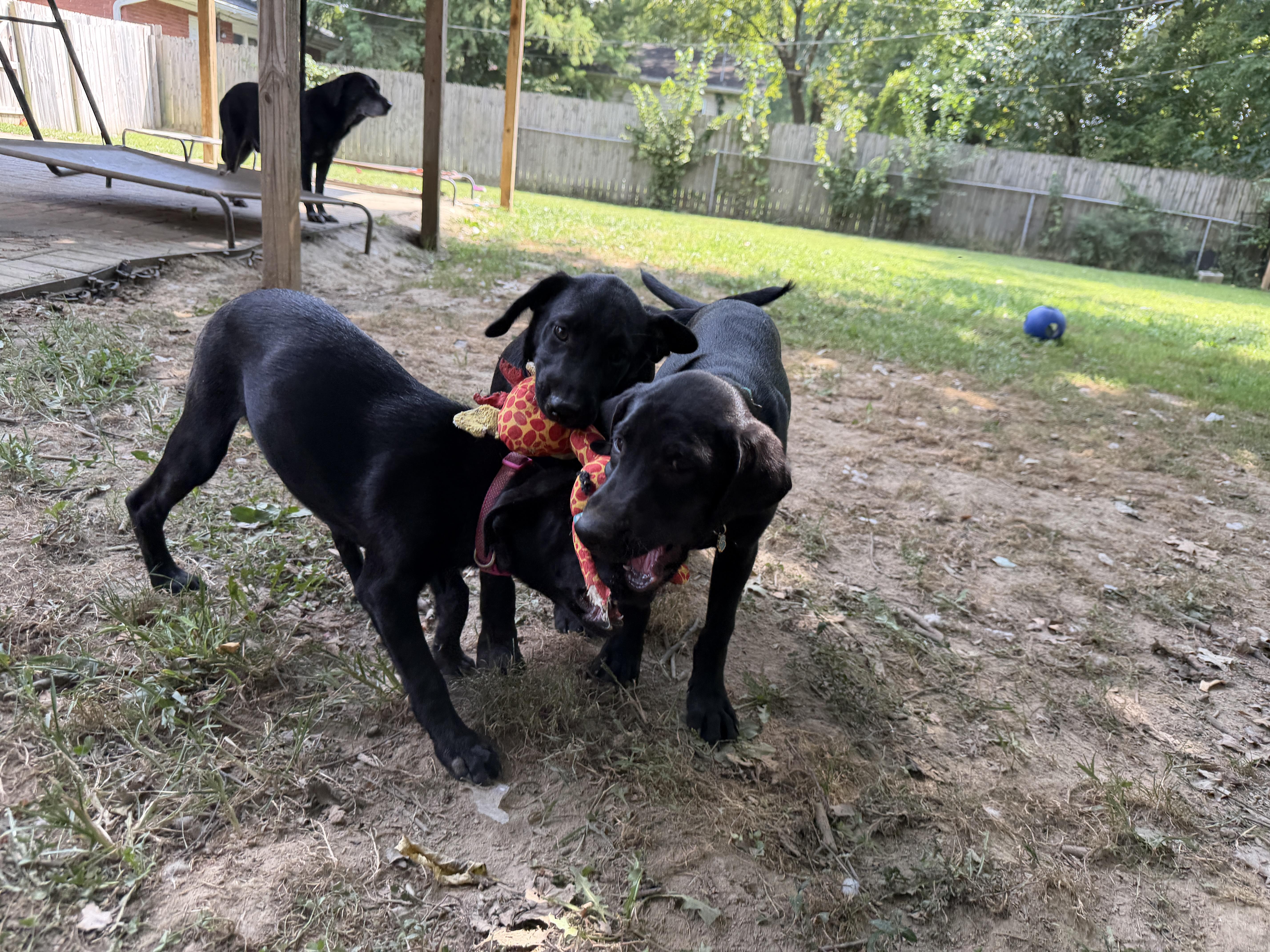 Enlarge Jude, a Adopted mixed breed in Jeffersonville, IN image 6/6