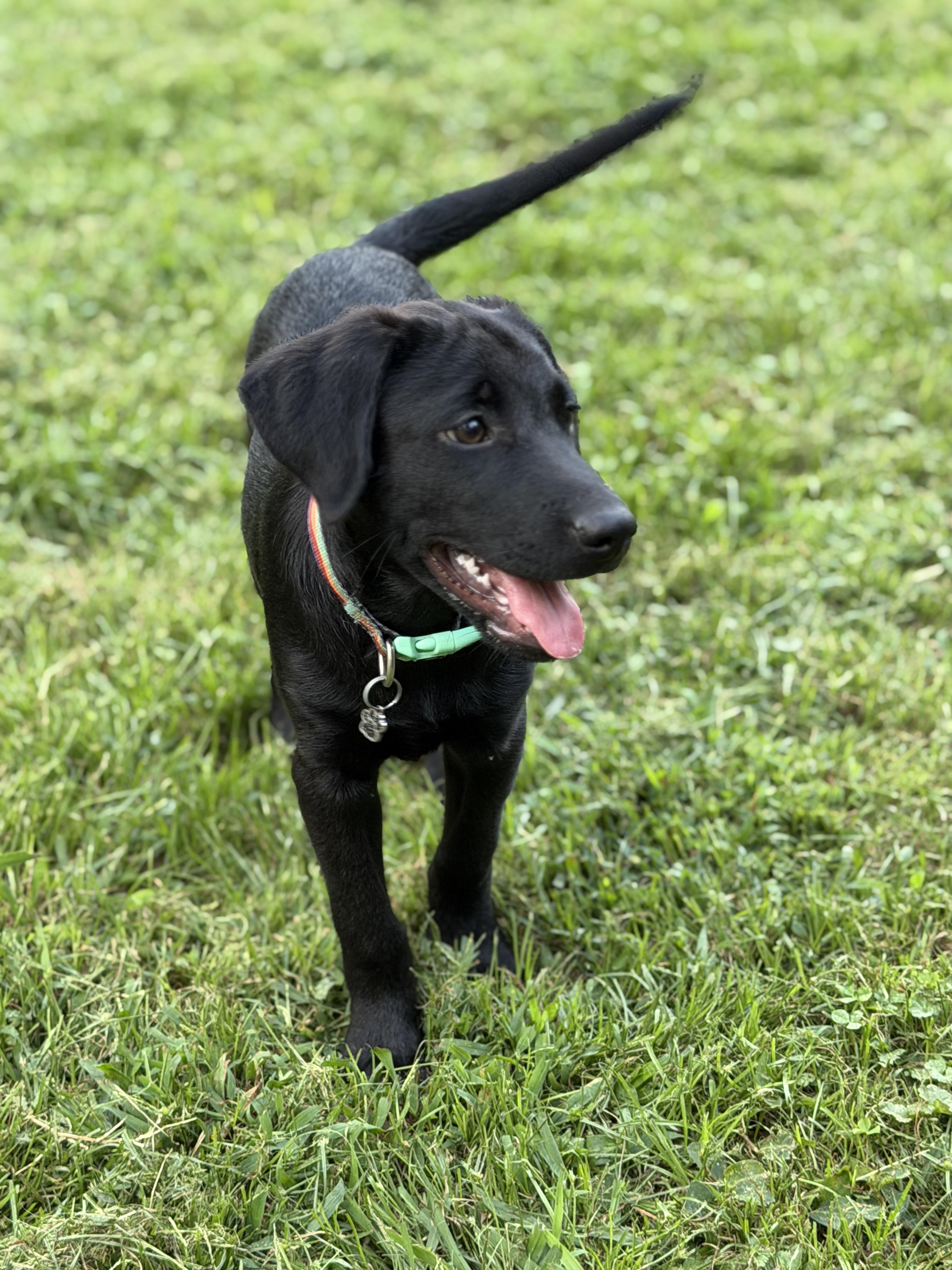 Enlarge Jude, a Adopted mixed breed in Jeffersonville, IN image 3/6