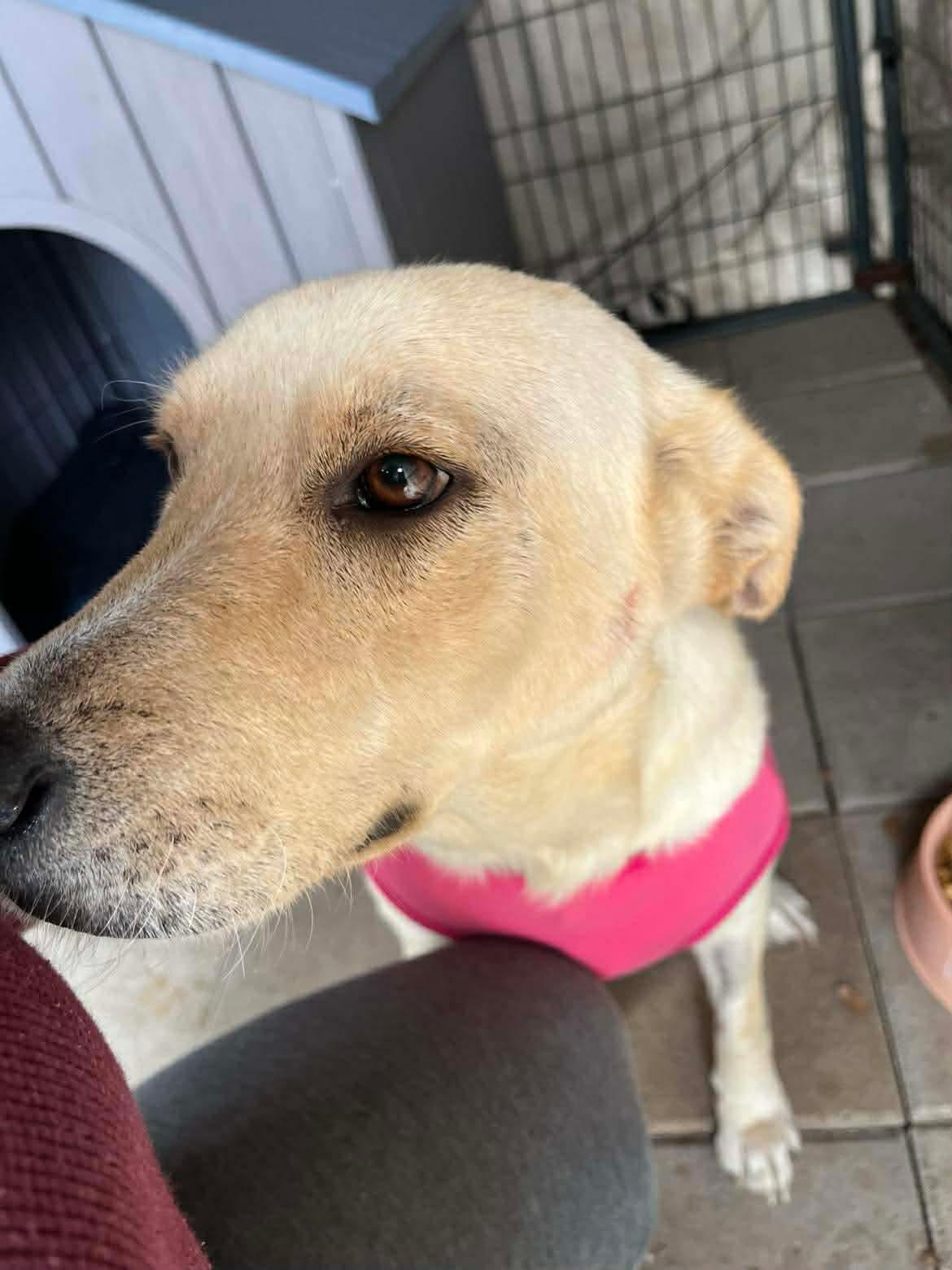 Enlarge Roxie, a ADOPTABLE mixed breed in East Haddam, CT image 3/3