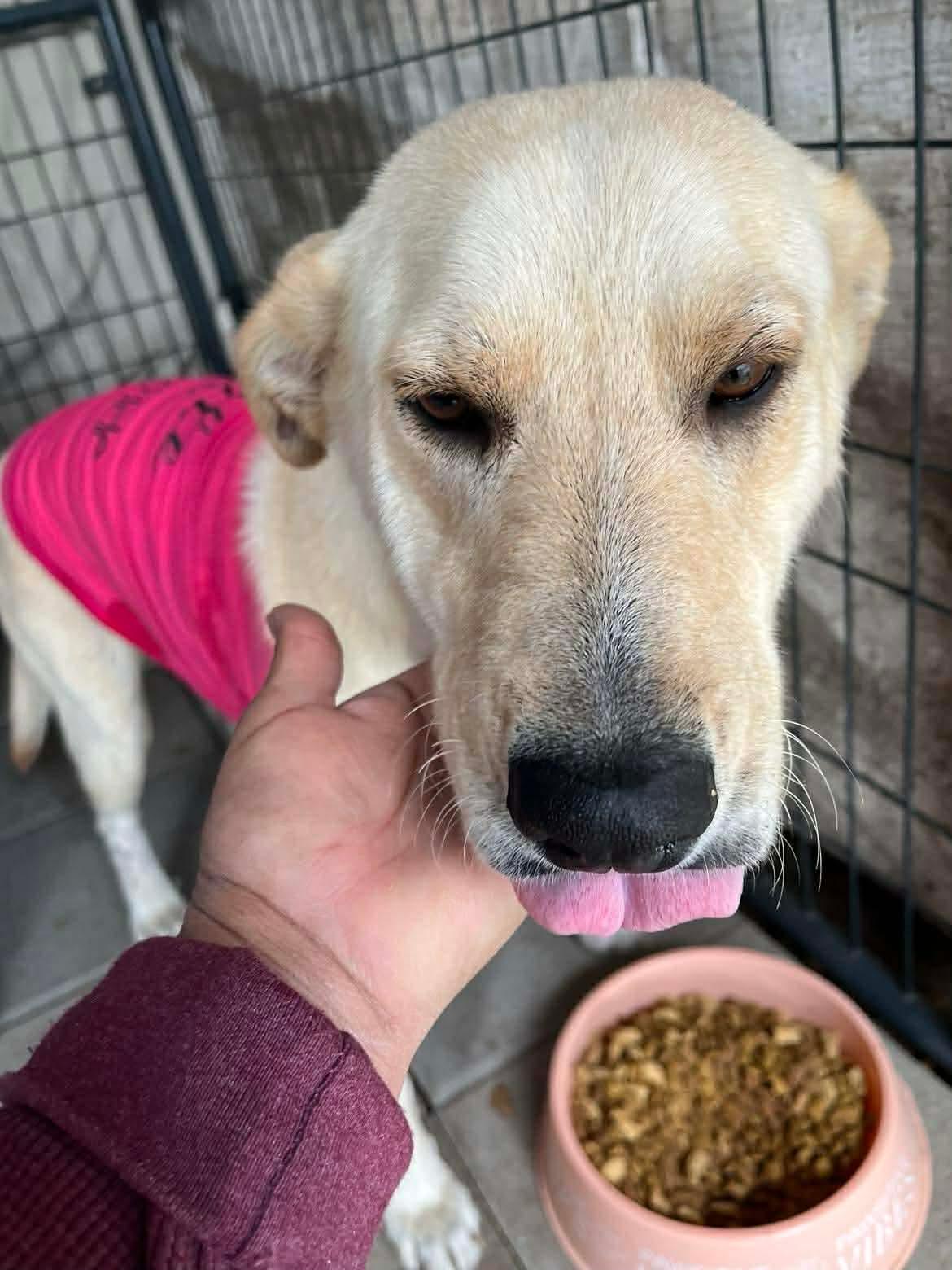 Roxie, ADOPTABLE, Young Female Labrador Retriever.