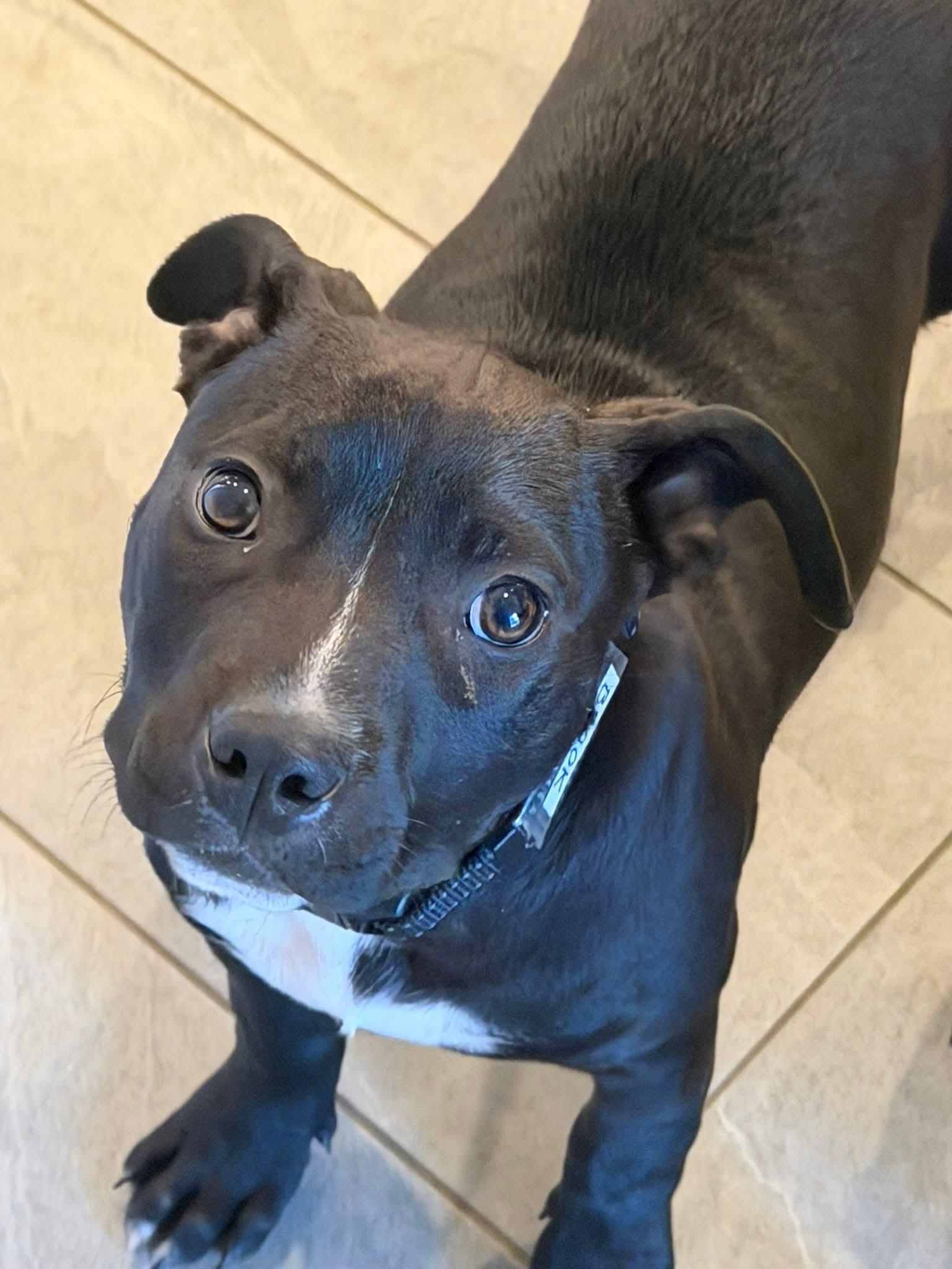 Brooke, Adoptable, Puppy Female Terrier.