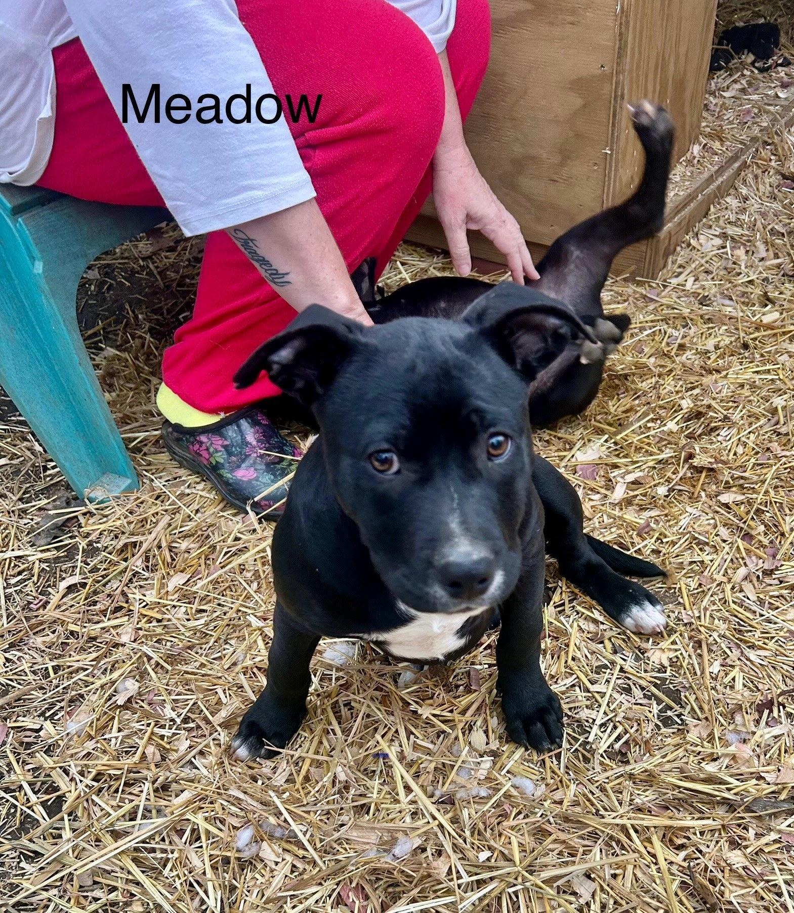 Meadow, Adoptable, Puppy Female Terrier.
