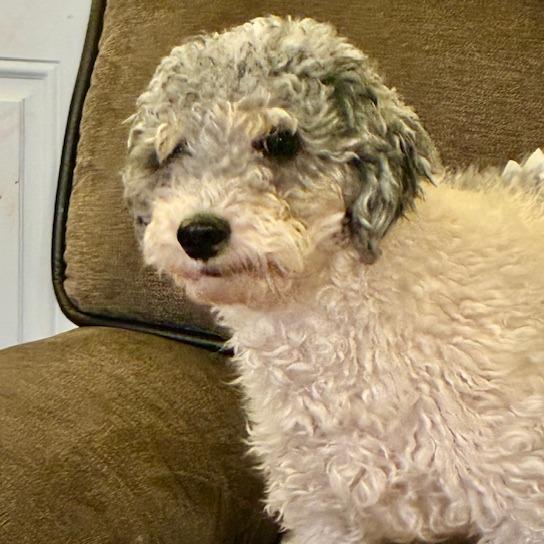 Jasper, Adoptable, Adult Male Poodle.