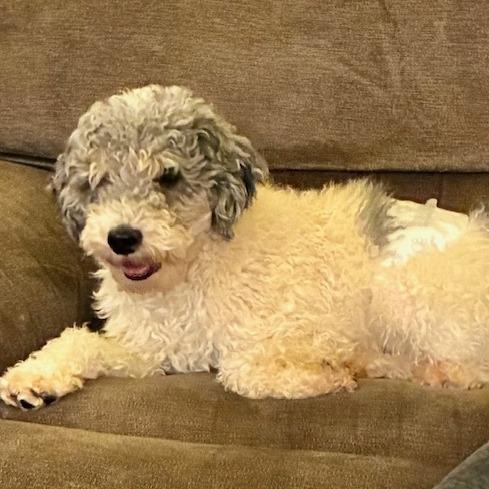 Enlarge Jasper, a Adoptable Poodle in Cincinnati, OH image 2/2