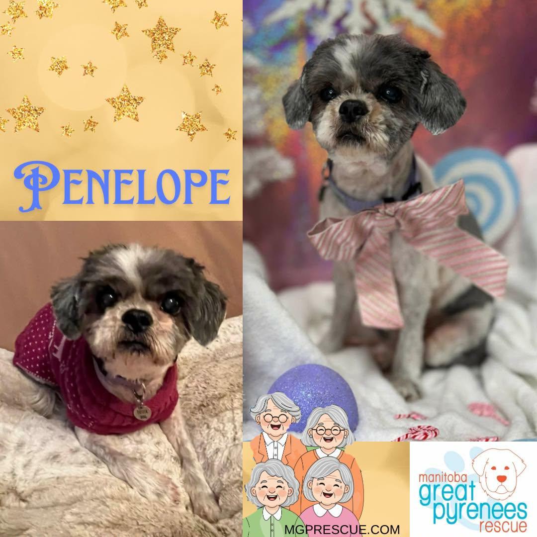 Penelope, ADOPTABLE, Senior Female Shih Tzu.