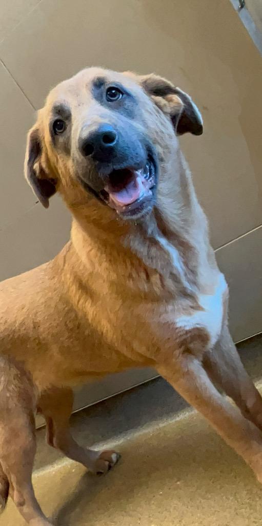 Bat, Adoptable, Young Female Mixed Breed.