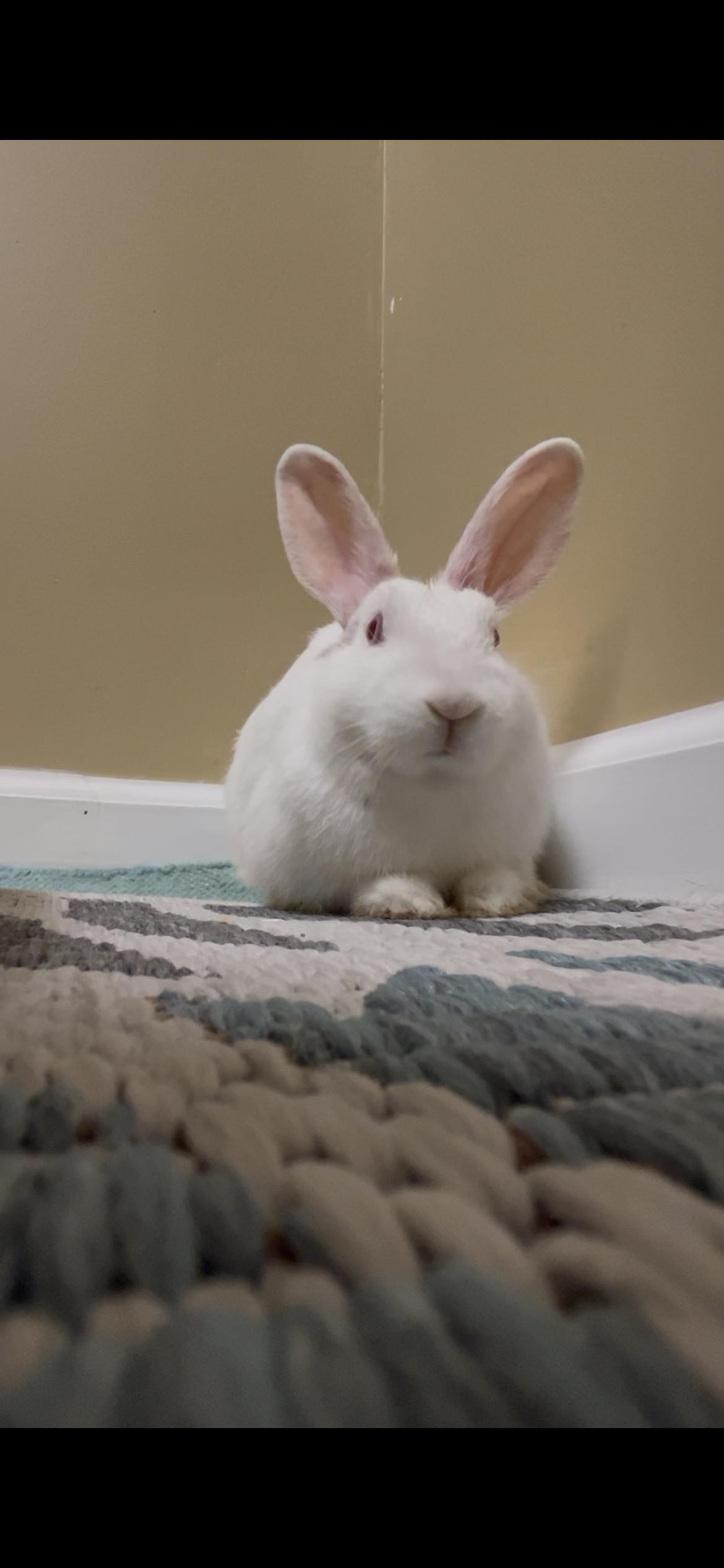 Sweet Jasmine (would be a great bondmate!), adopted, Young Female New Zealand.